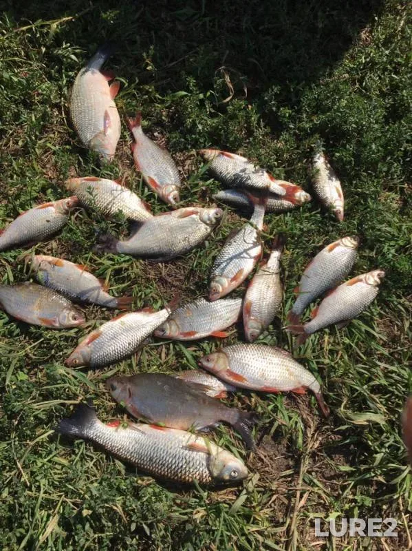 Chub, Ide — Oka, Aug 13, 2019