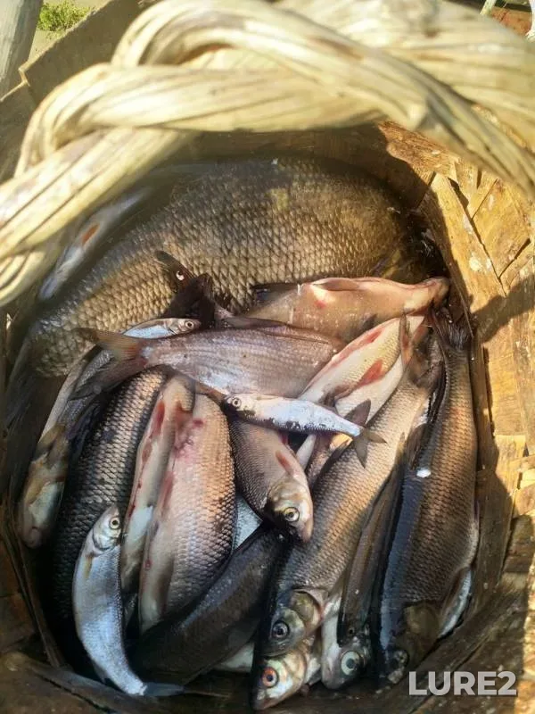 Bream — Sukhona, Jul 30, 2019