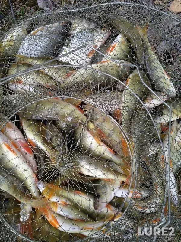Perch, Roach — Kozhakul, Aug 18, 2019