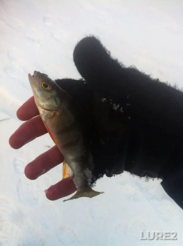 Carp, Perch — Lybed, Jan 22, 2016