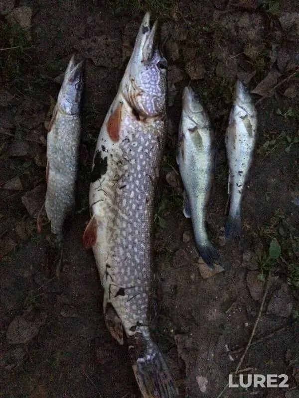 Pike, Zander — Belaya, Sep 13, 2019
