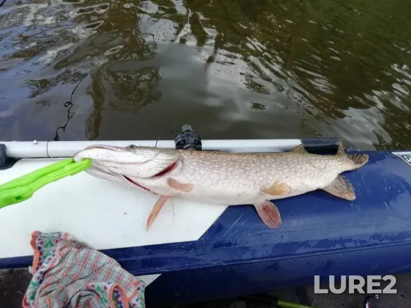 Pike — Porost, Sep 09, 2019