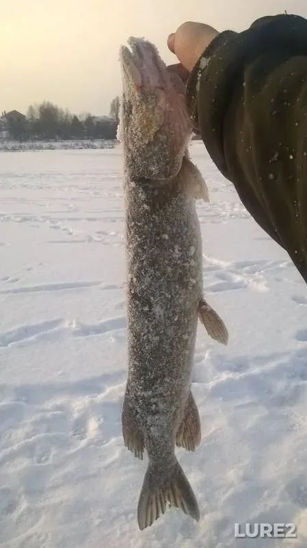 Pike — Kiїvska oblast, Jan 22, 2016