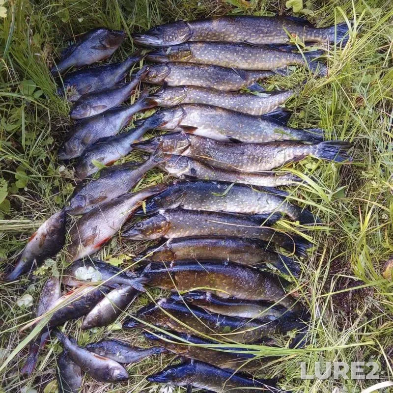 Perch, Pike — Bolshaya Sondola, Aug 20, 2019