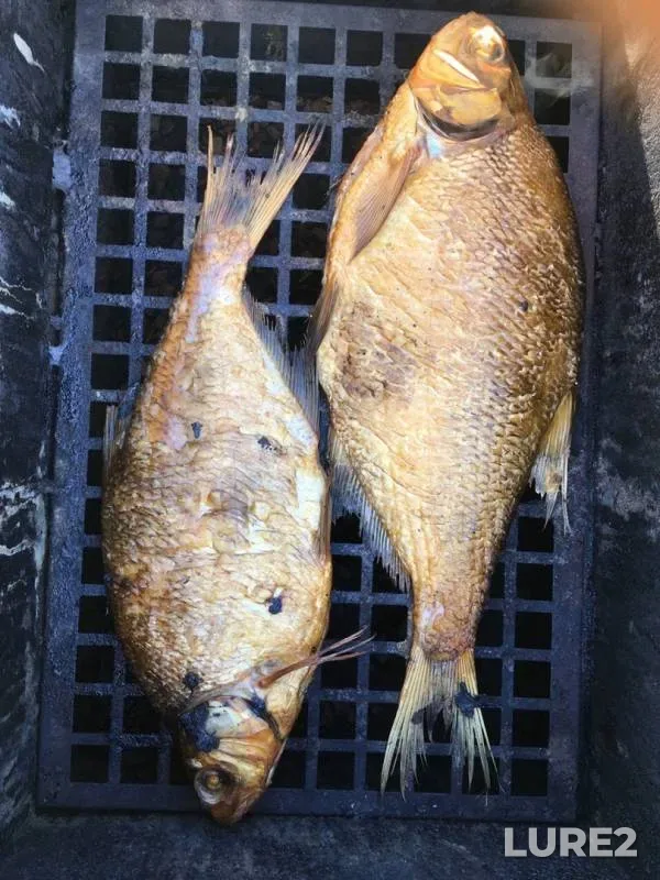 Bream — Volkhov, Aug 21, 2019