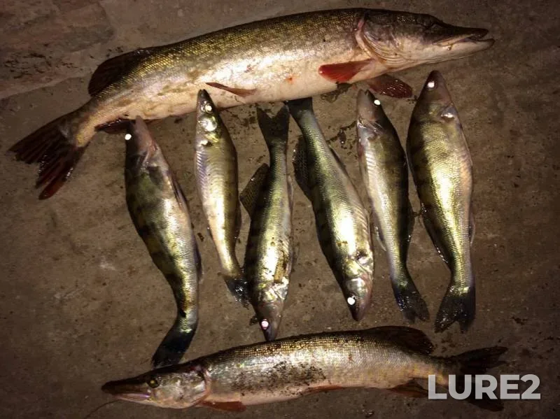 Pike, Zander — Belaya, Sep 24, 2019