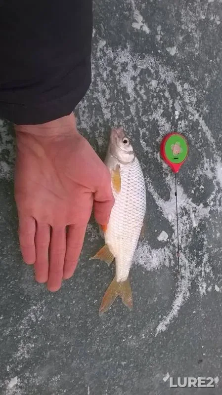 Perch, Roach — Sapalayevka, Jan 15, 2016