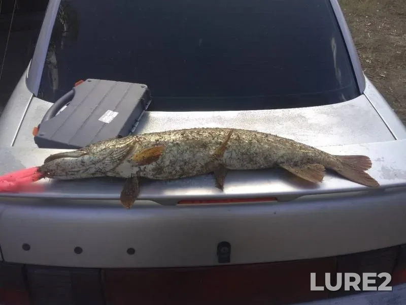 Pike — Akhtuba, Sep 25, 2019