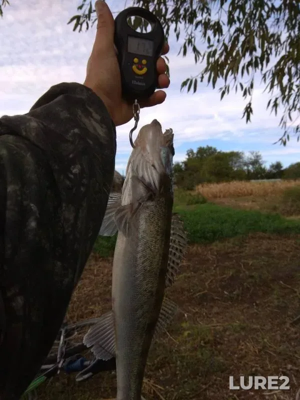 Perch, Pike — Sosyka, Sep 26, 2019