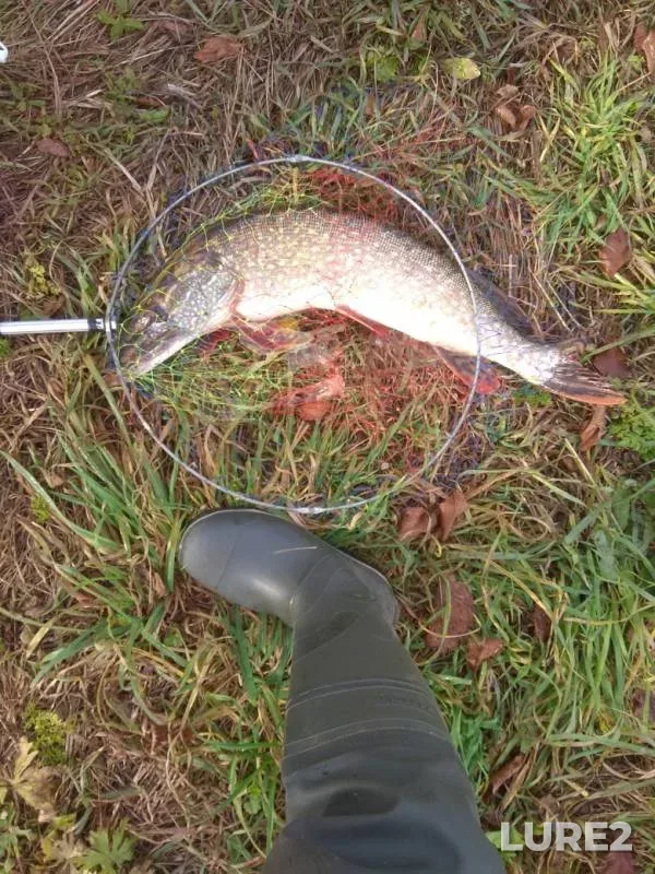 Pike — Pozim, Sep 30, 2019