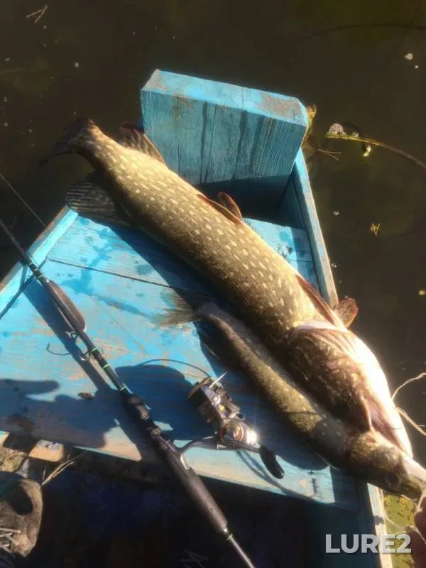 Pike — Seym, Oct 02, 2019