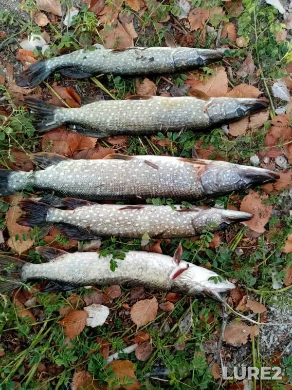 Pike — Tereshka, Oct 07, 2019