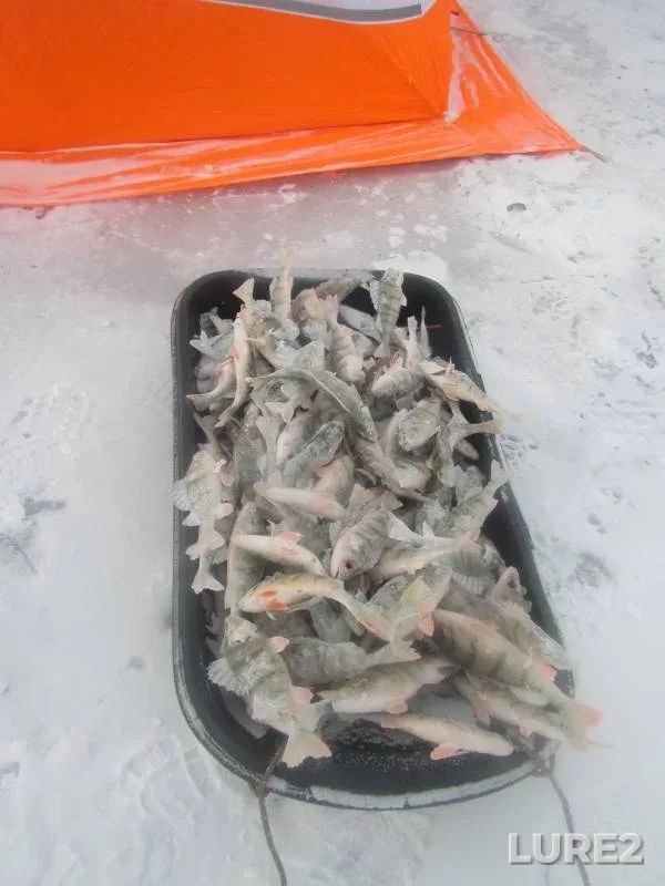Perch — Bratskoye, Nov 25, 2019