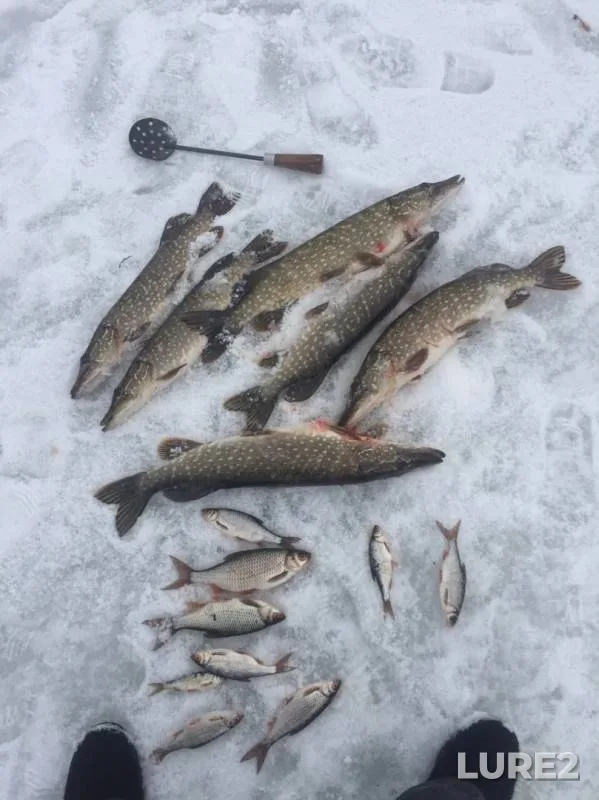 Pike, Roach — Verkhniy Toguzak, Nov 20, 2019