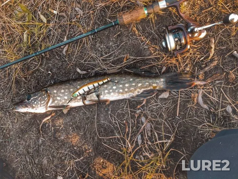 Pike — Gadyn, Nov 12, 2019