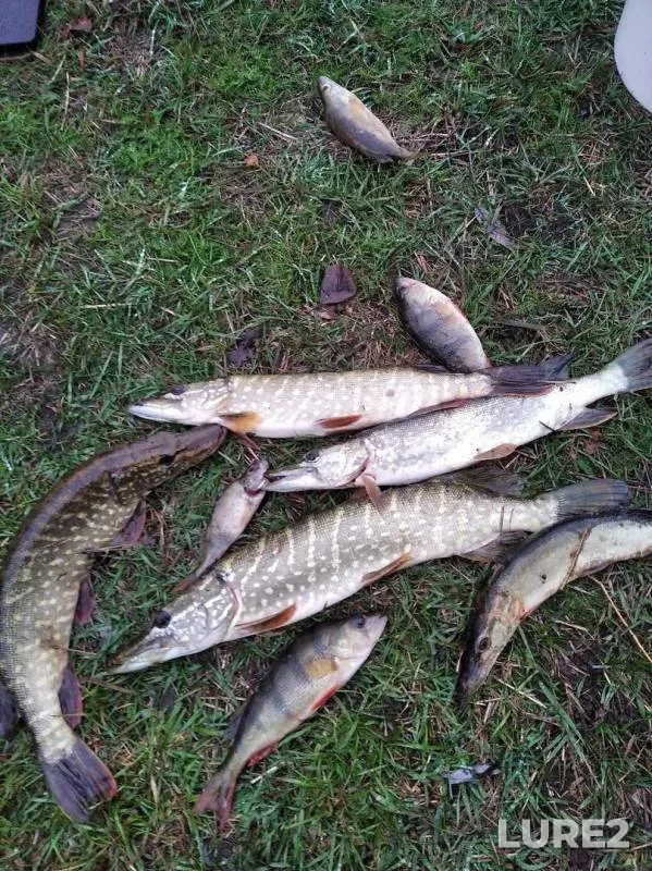 Perch, Pike — Svapa, Nov 03, 2019