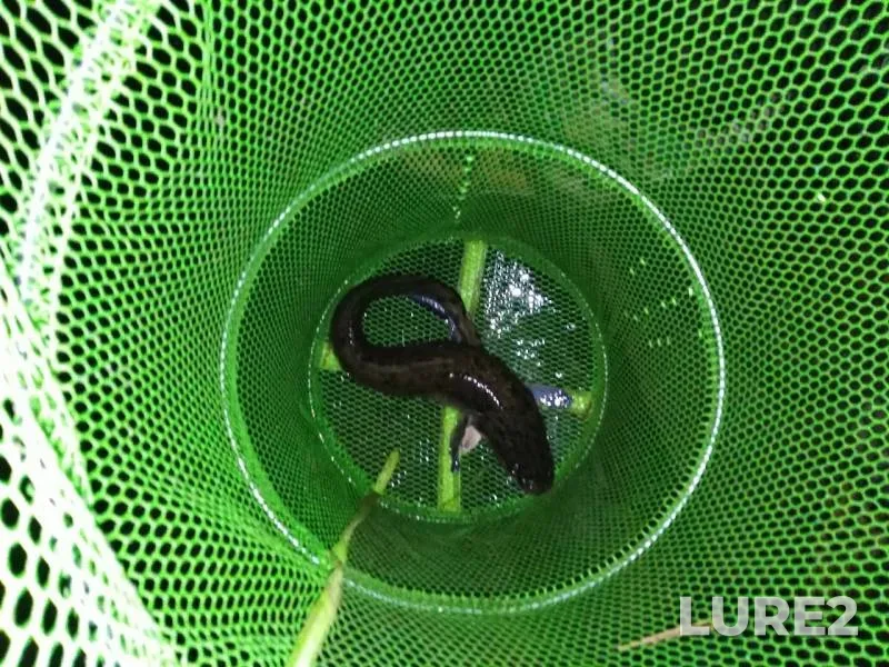 Burbot — Syrka, Oct 29, 2019
