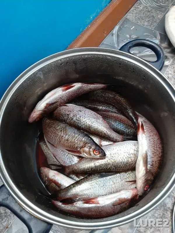 Roach — Korpiyarvi, Oct 22, 2019