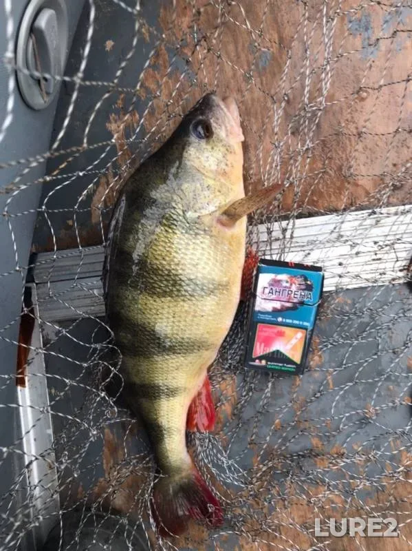 Perch — Nizhnekamskoye, Oct 21, 2019