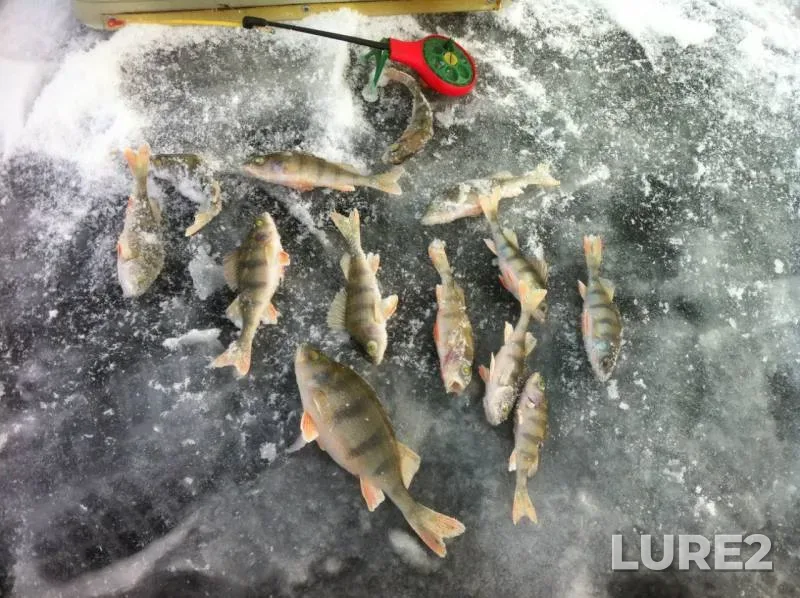 Perch — Cherkaska oblast, Jan 02, 2016
