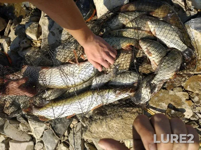 Crucian carp, Pike — Zhezdinskoye, Oct 08, 2019