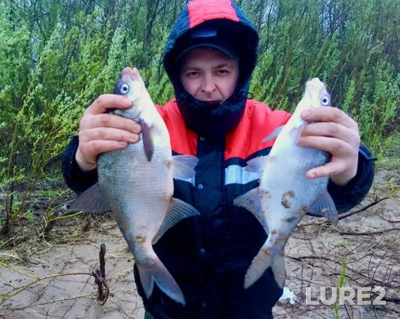 Bream — Severnaya Dvina, Oct 12, 2019