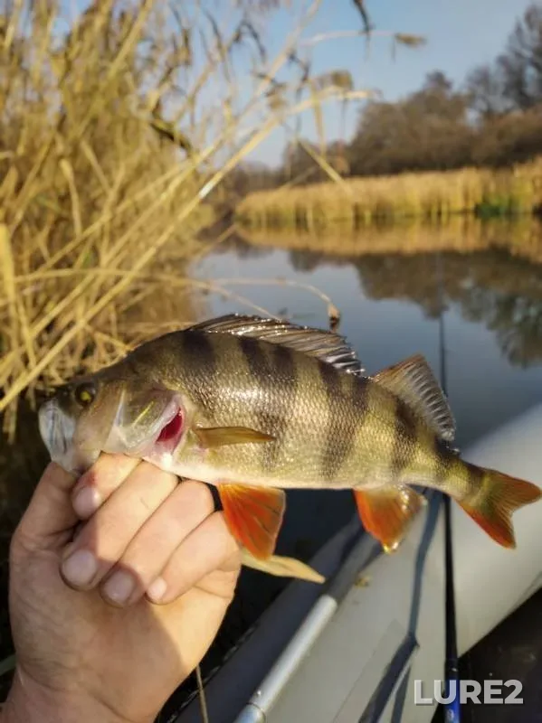 Perch — Svapa, Oct 20, 2019