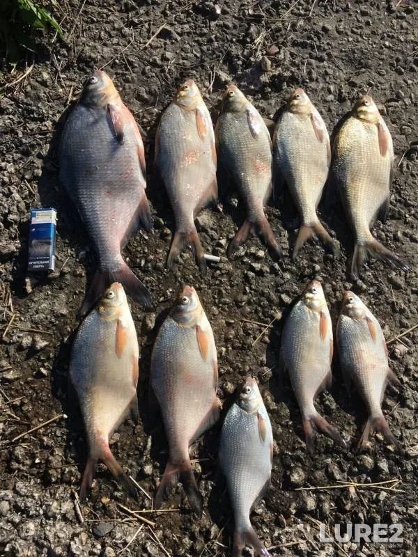 Bream — Velya, Jul 02, 2019