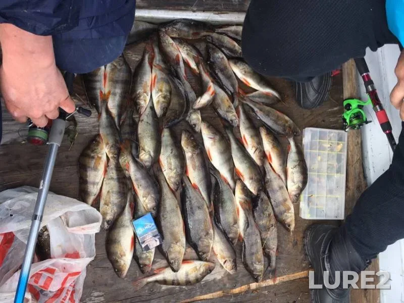 Perch — Ugyum, Jul 06, 2019