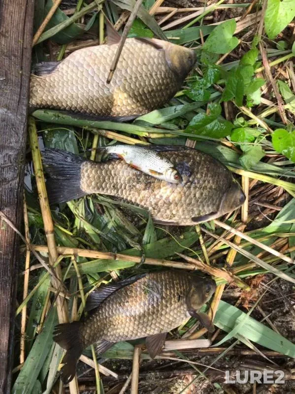 Crucian carp, Roach — Moskovskaya oblast, Jul 31, 2019