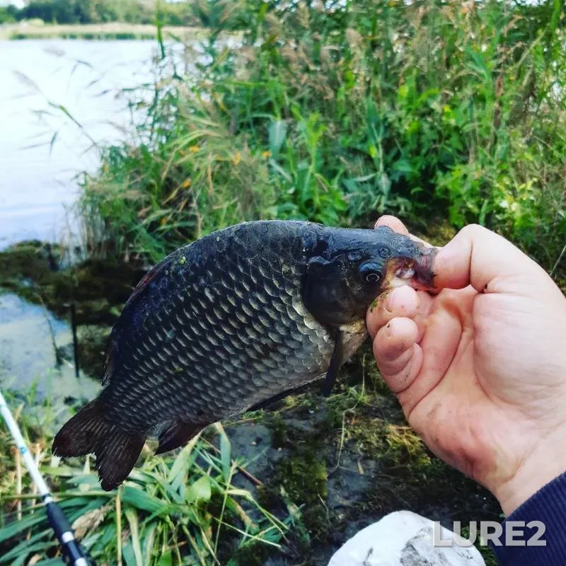 Crucian carp, Pike — Uvelka, Aug 15, 2019