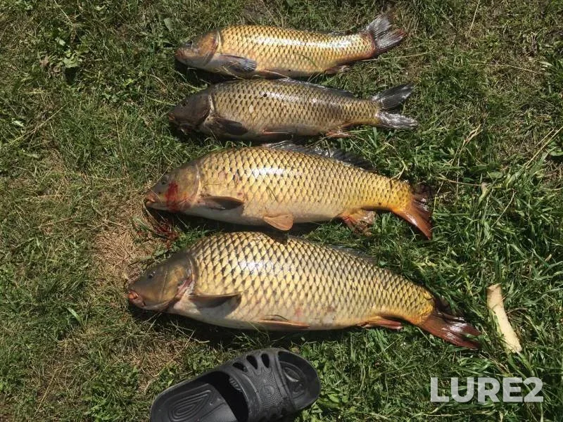 Carp — Zay, Jul 26, 2017