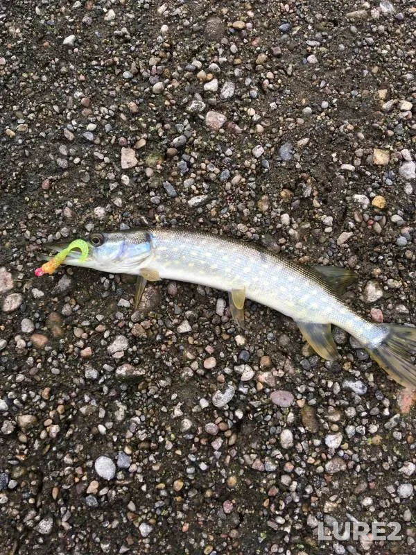 Pike — Minnesota River, Jan 19, 2018