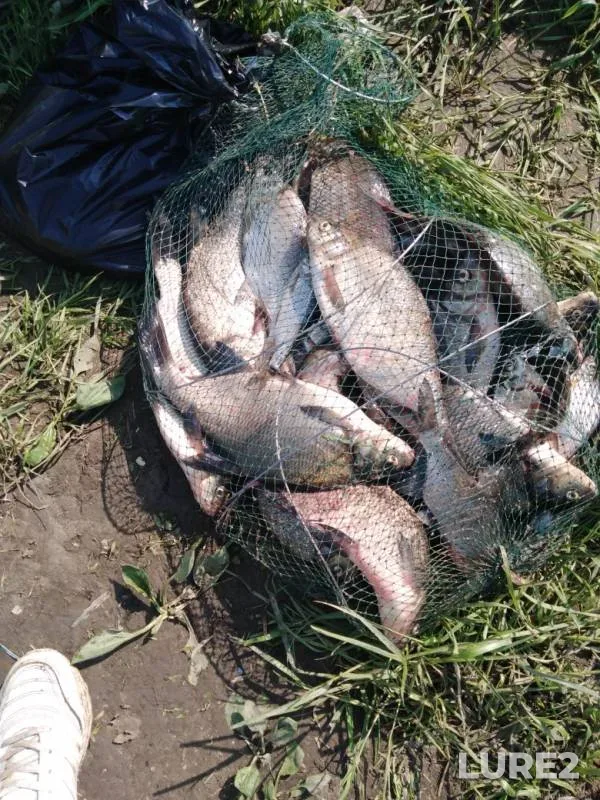 Bream — Sukhona, Jun 10, 2019