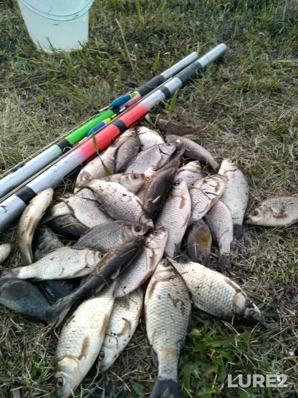Crucian carp — Perervanka, Jun 10, 2019