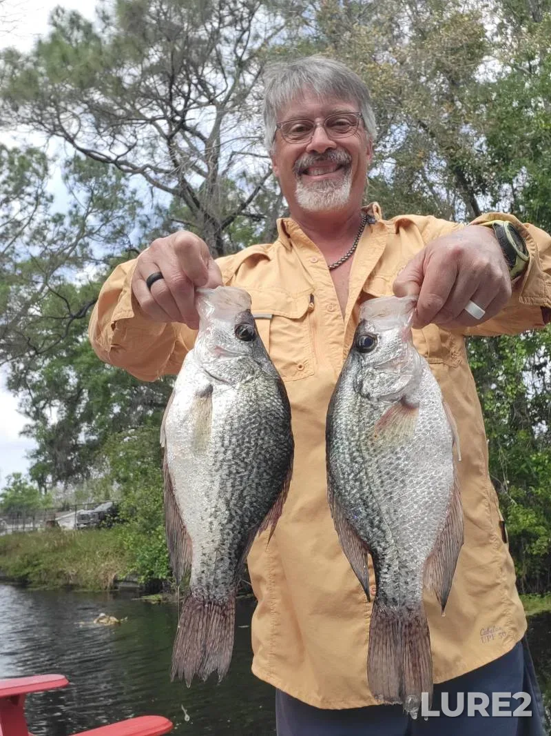 Black crappie — Lake Dora, Jan 19, 2018