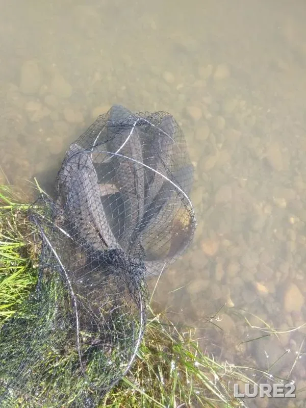 Carp — Kanal, Jun 16, 2019