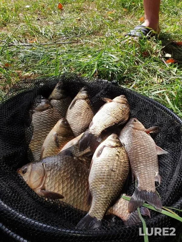 Crucian carp — Nizhegorodskaya oblast, Aug 26, 2019