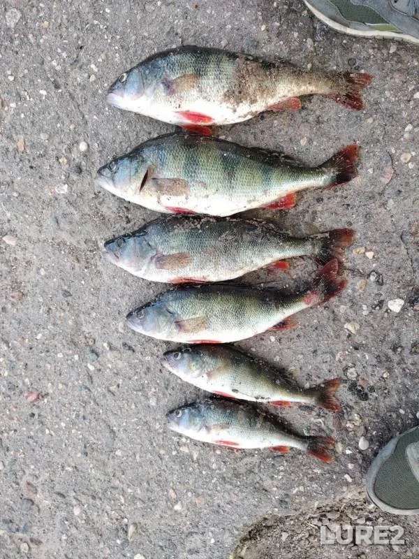 Perch — Desnogorskoye, Jun 18, 2019