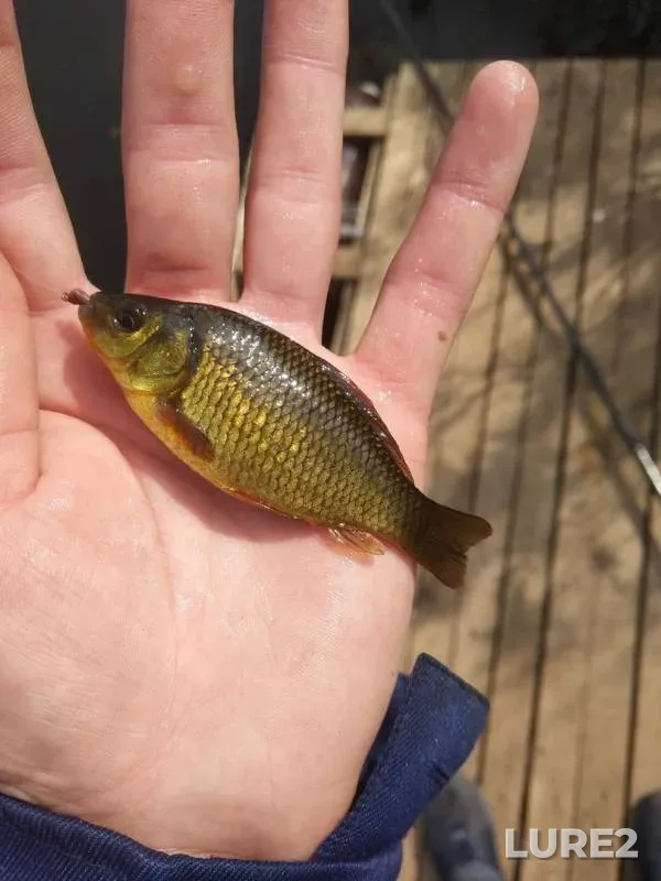 Crucian carp — Udmurtskaya Respublika, Zavyalovskiy rayon, Jun 20, 2019