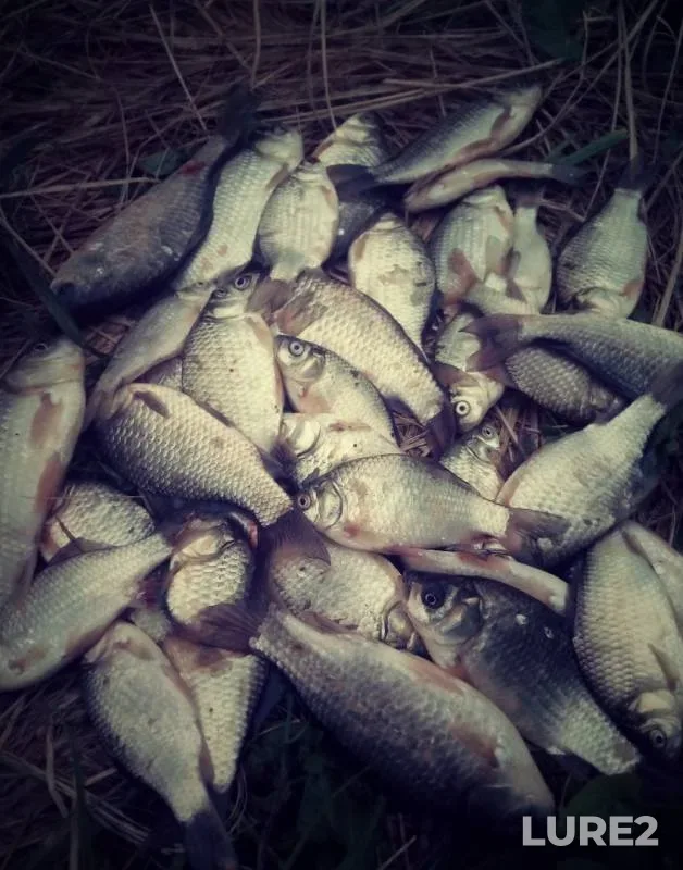 Crucian carp — Bolshoye Ploskoye, Jun 30, 2019