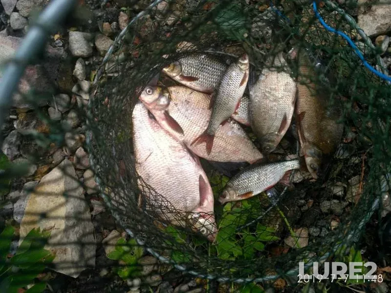 Bream — Svyatoye, Jul 07, 2019
