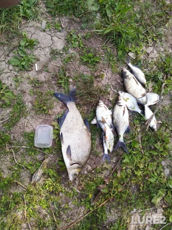 Bream, Roach — Belaya, Jul 12, 2019