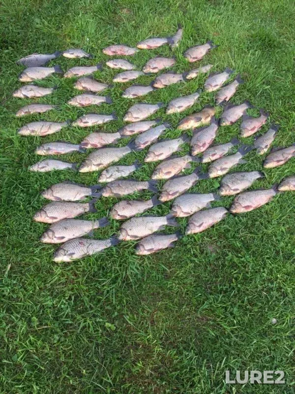 Crucian carp — Cherepetka, Jul 20, 2019