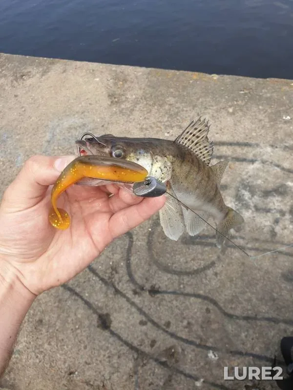 Zander — Volga, Jun 01, 2019