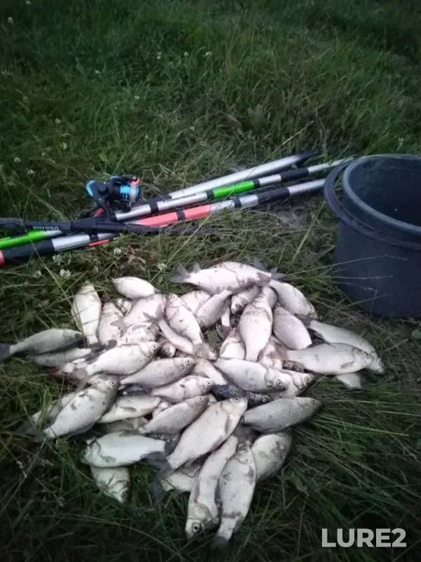 Crucian carp — Om, Jul 29, 2019