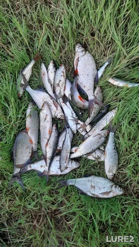 Bream, Perch — Lesogorskoye, Aug 08, 2019