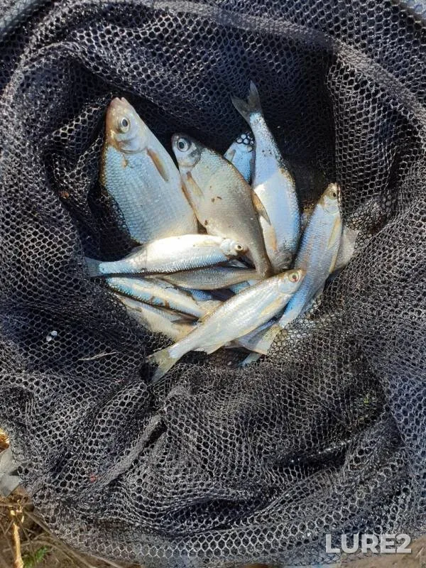 Bleak, White bream — Sovets, May 04, 2019