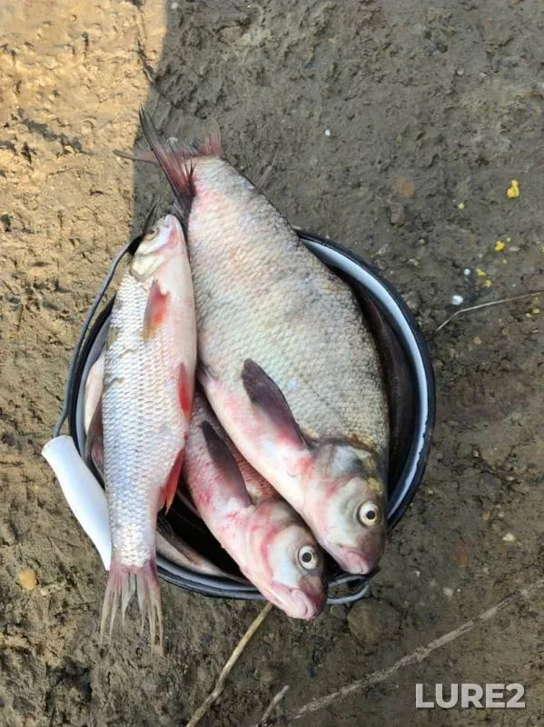 Bream, Ide — Ob, Aug 22, 2019