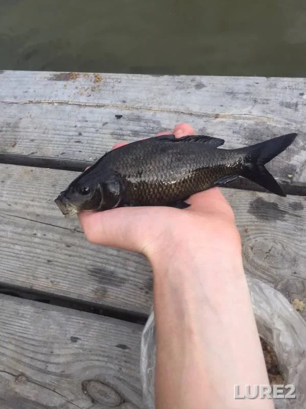Carp — Podyksa, Aug 27, 2019